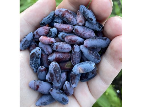 Agromarket hellas Kolovos Siberian Blueberry Nimfa™