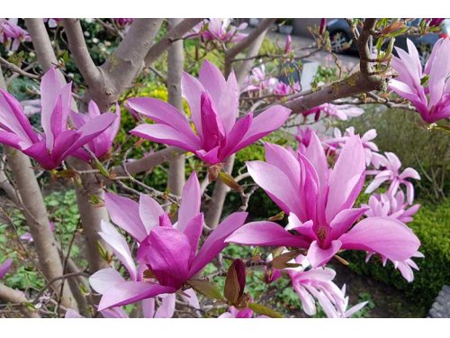 Agromarket hellas Kolovos Magnolia soulangeana "SUSAN"