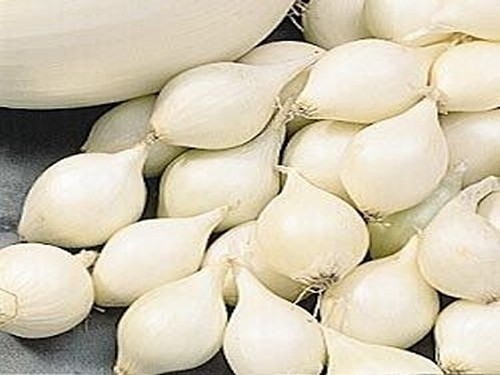 Agromarket hellas Kolovos Snowball white onion set