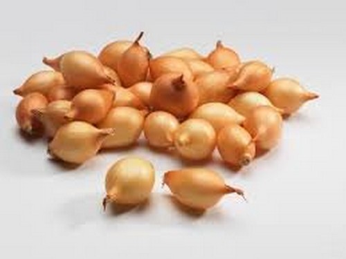 Agromarket hellas Kolovos Sturon F1 hybrid onion seeds