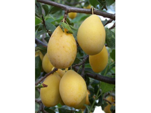 Agromarket hellas Kolovos Coscia di monaca gialla ® μπούτι της κίτρινης καλόγριας 