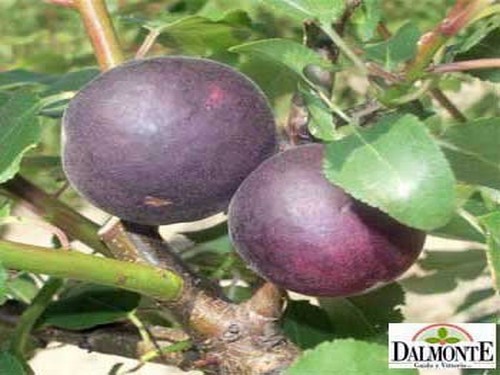 Agromarket hellas Kolovos Susincocco (Plum-Apricot-Cherry hybrid)