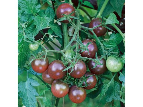 Agromarket hellas Kolovos Black tomato cherry