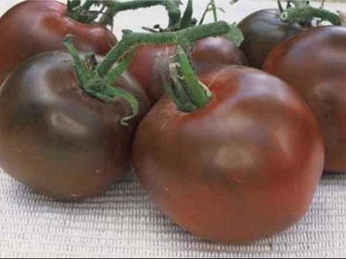 Agromarket hellas Kolovos Black tomato