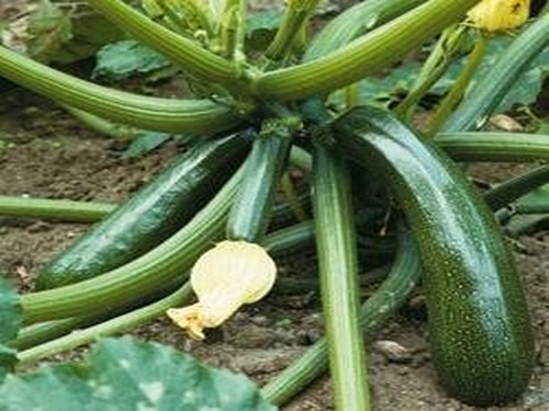 Agromarket hellas Kolovos TRISTAN F1 (100 seeds)