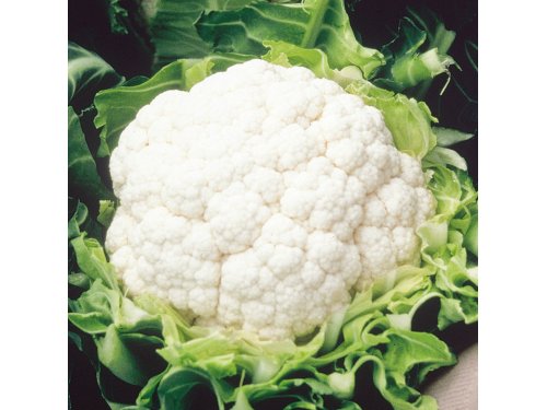 Agromarket hellas Kolovos WHITE CLOUD (100 gr)