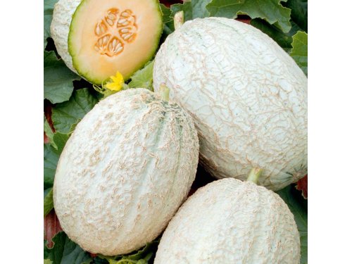 Agromarket hellas Kolovos Πεπόνι τύπου Cantaloupe