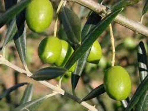Agromarket hellas Kolovos Olive of Halkidiki