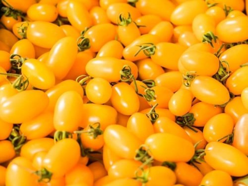 Agromarket hellas Kolovos Yellow cherry plum tomato