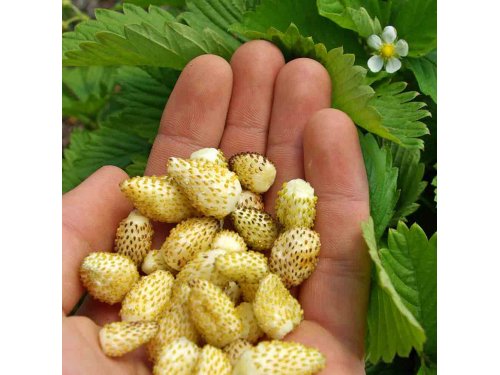 Agromarket hellas Kolovos Yellow Strawberry (seeds)